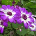 suasana restoran bebek carok pusat surabaya