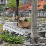 acara spesial di bebek carok pusat surabaya