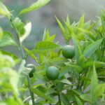 Behind the Scenes at Bebek Carok Timur Surabaya