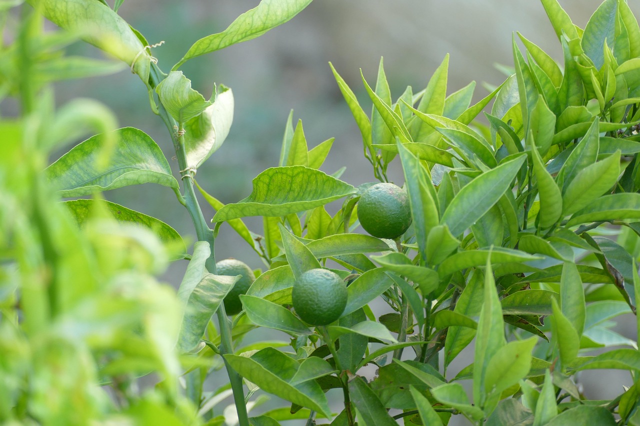 Behind the Scenes at Bebek Carok Timur Surabaya